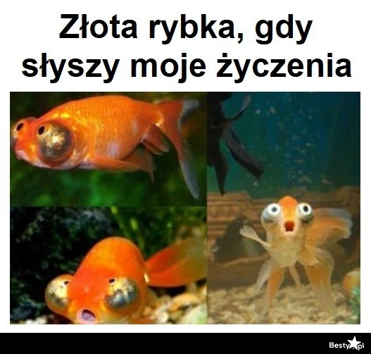 złota rybka